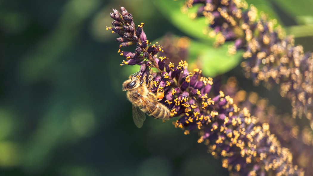 Indygowiec zwyczajny (łac. Amorpha fruticosa)