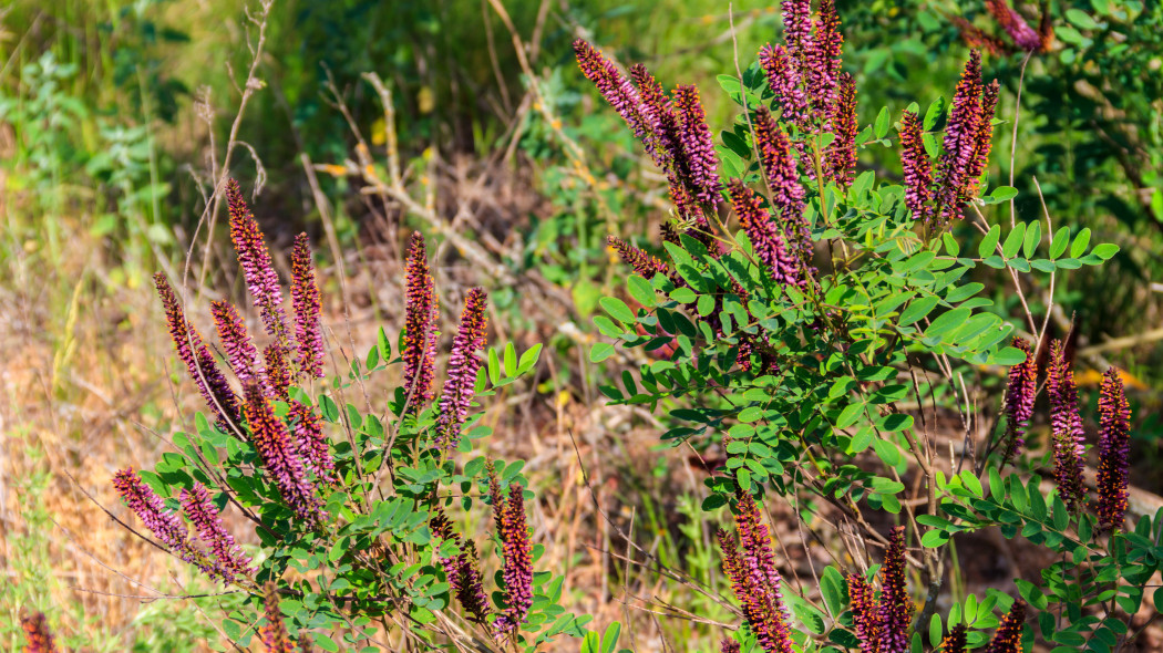 Indygowiec zwyczajny (łac. Amorpha fruticosa)