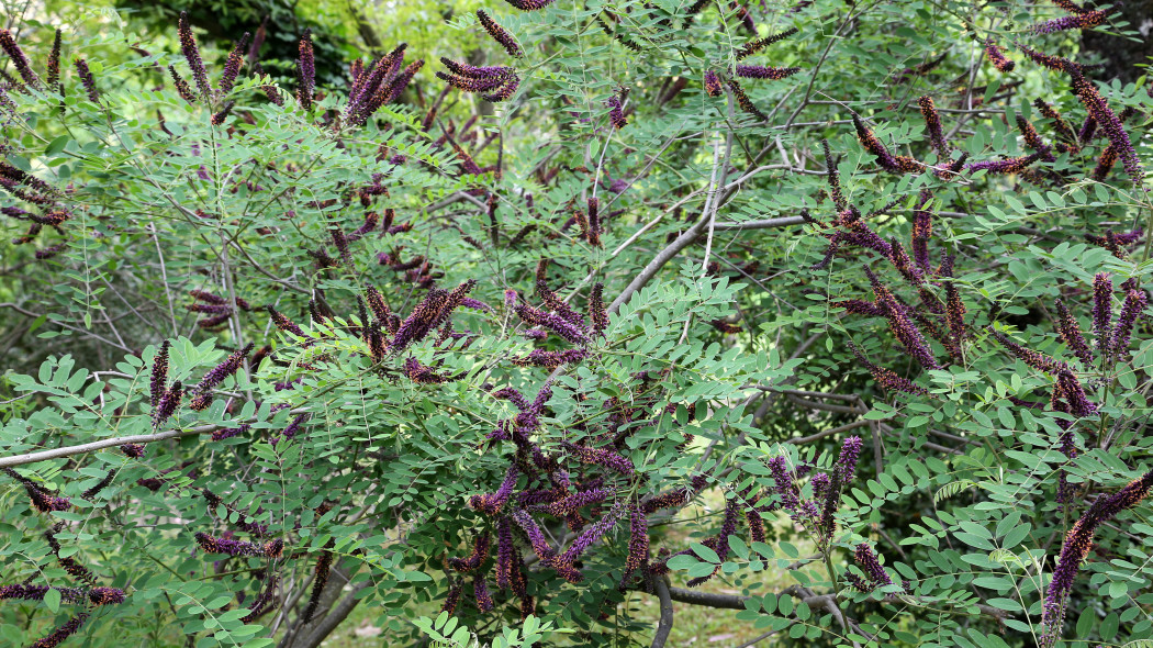 Indygowiec zwyczajny (łac. Amorpha fruticosa)