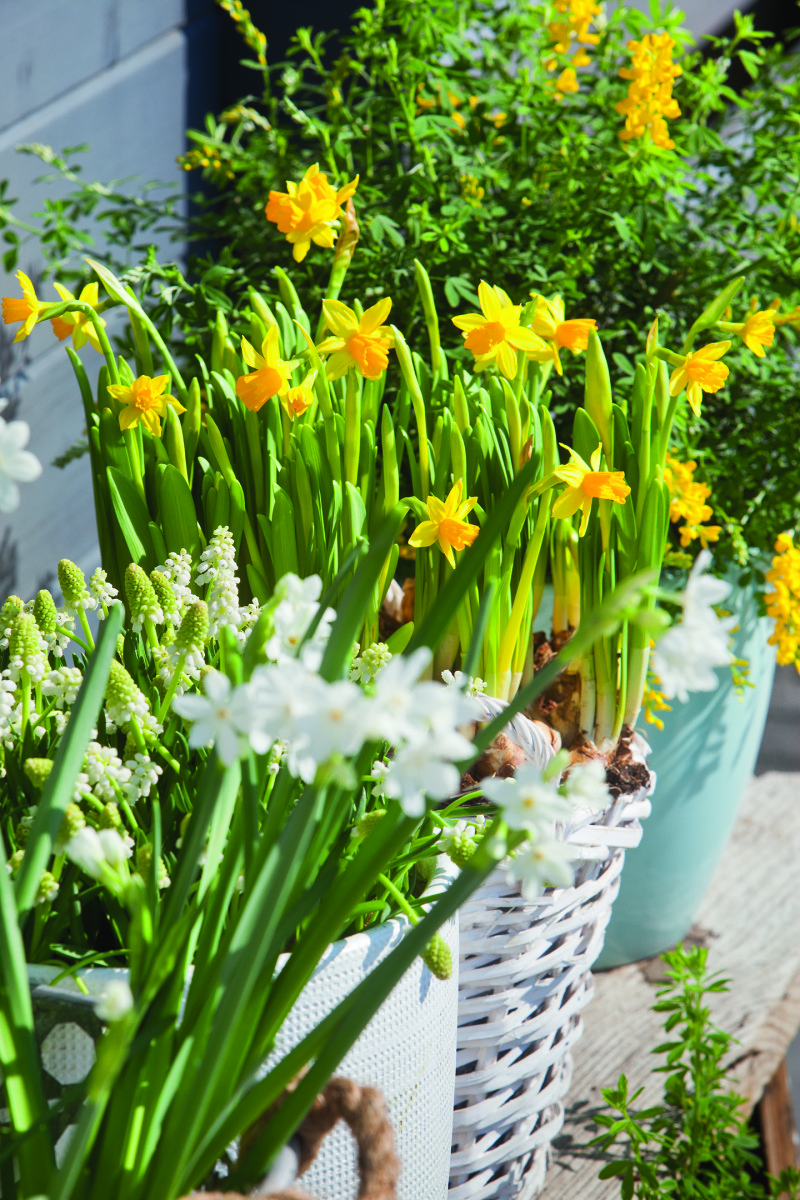 Narcissus 'Tête à Tête', Hyacinthus 'Erlicher', Muscari 'White Magic'