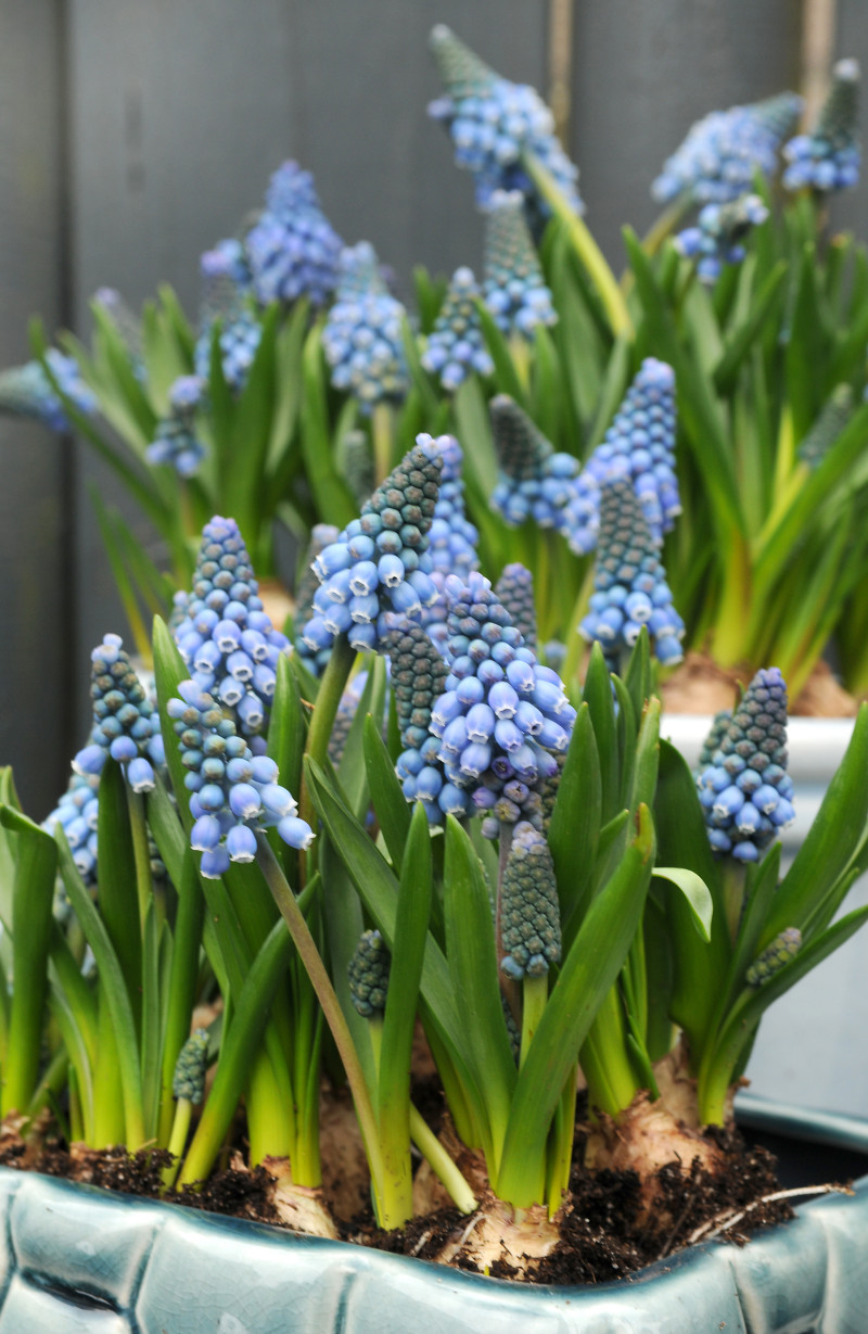 Muscari 'Blue Magic'