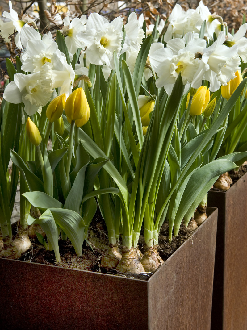 Narcissus 'Genève', Tulipa 'Kikomachi'