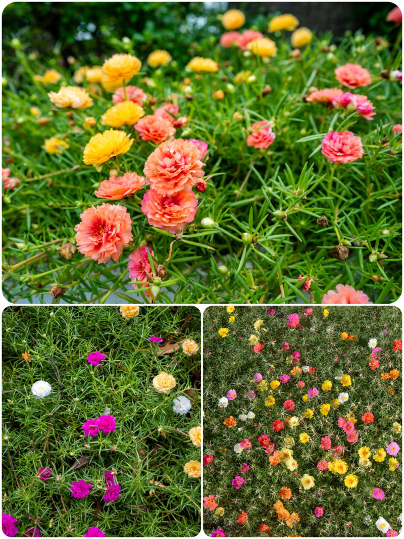 Portulaka wielkokwiatowa (Portulaca grandiflora)