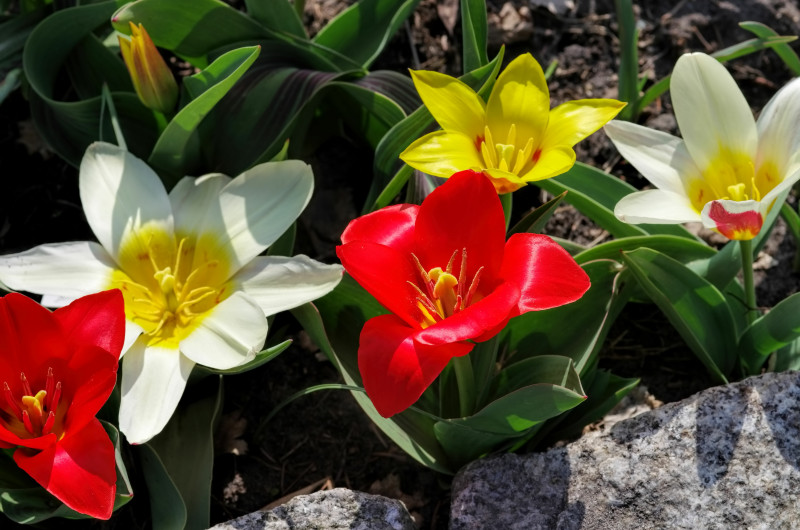 Tulipany botaniczne Kaufmanna