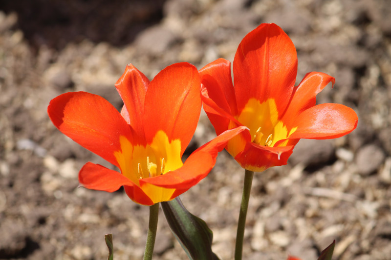 Tulipany botaniczne Fostera