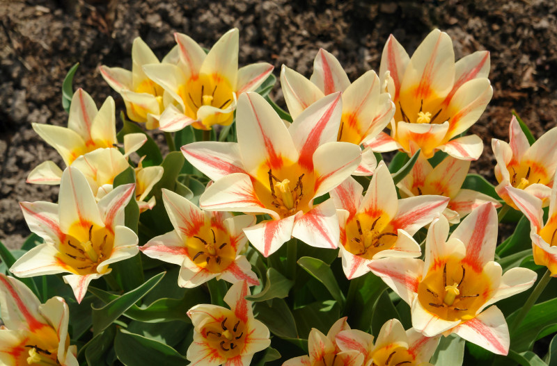 Tulipany botaniczne Greiga 