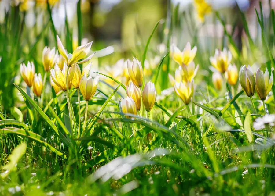 Tulipany powtarzające kwitnienie. Raz posadzone będą kwitły przez wiele lat