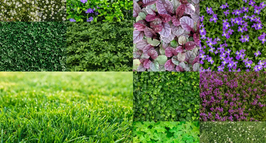 Trawnik bez trawy. Naturalne murawy, które można deptać, ale nie trzeba kosić