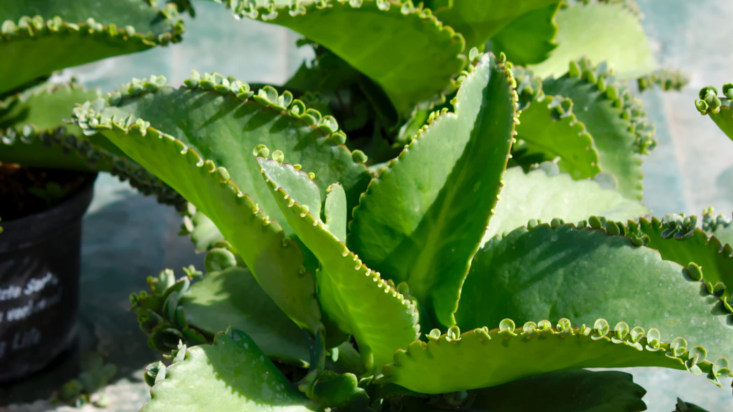 Kalanchoe Daigremonta