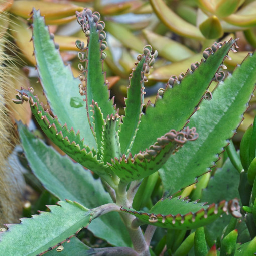 Kalanchoe Daigremonta