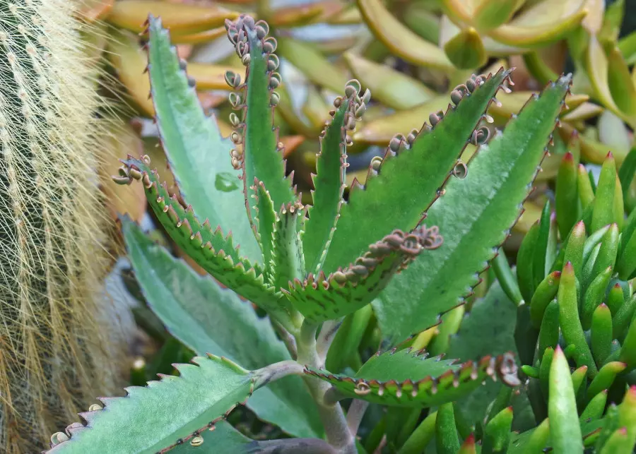 Kalanchoe Daigremonta