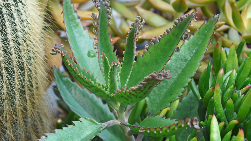 Kalanchoe Daigremonta