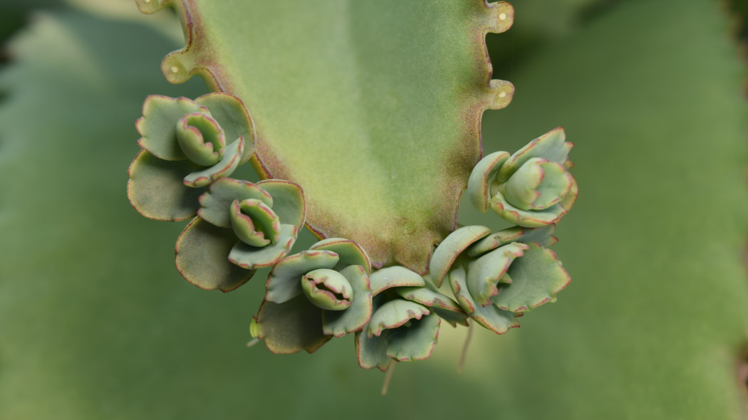 Kalanchoe Daigremonta