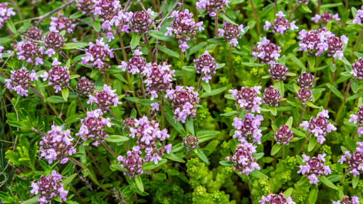Macierzanka piaskowa
