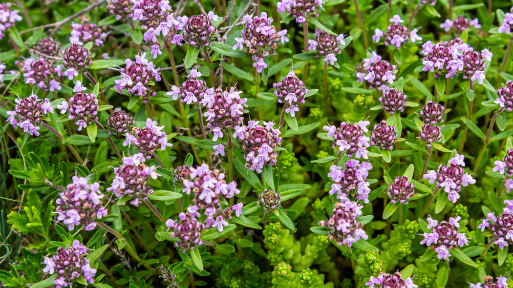 Macierzanka piaskowa (Thymus serpyllum)