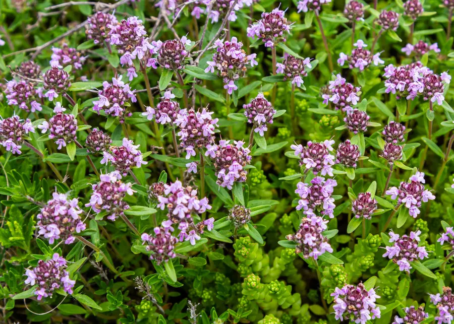 Macierzanka piaskowa (Thymus serpyllum)