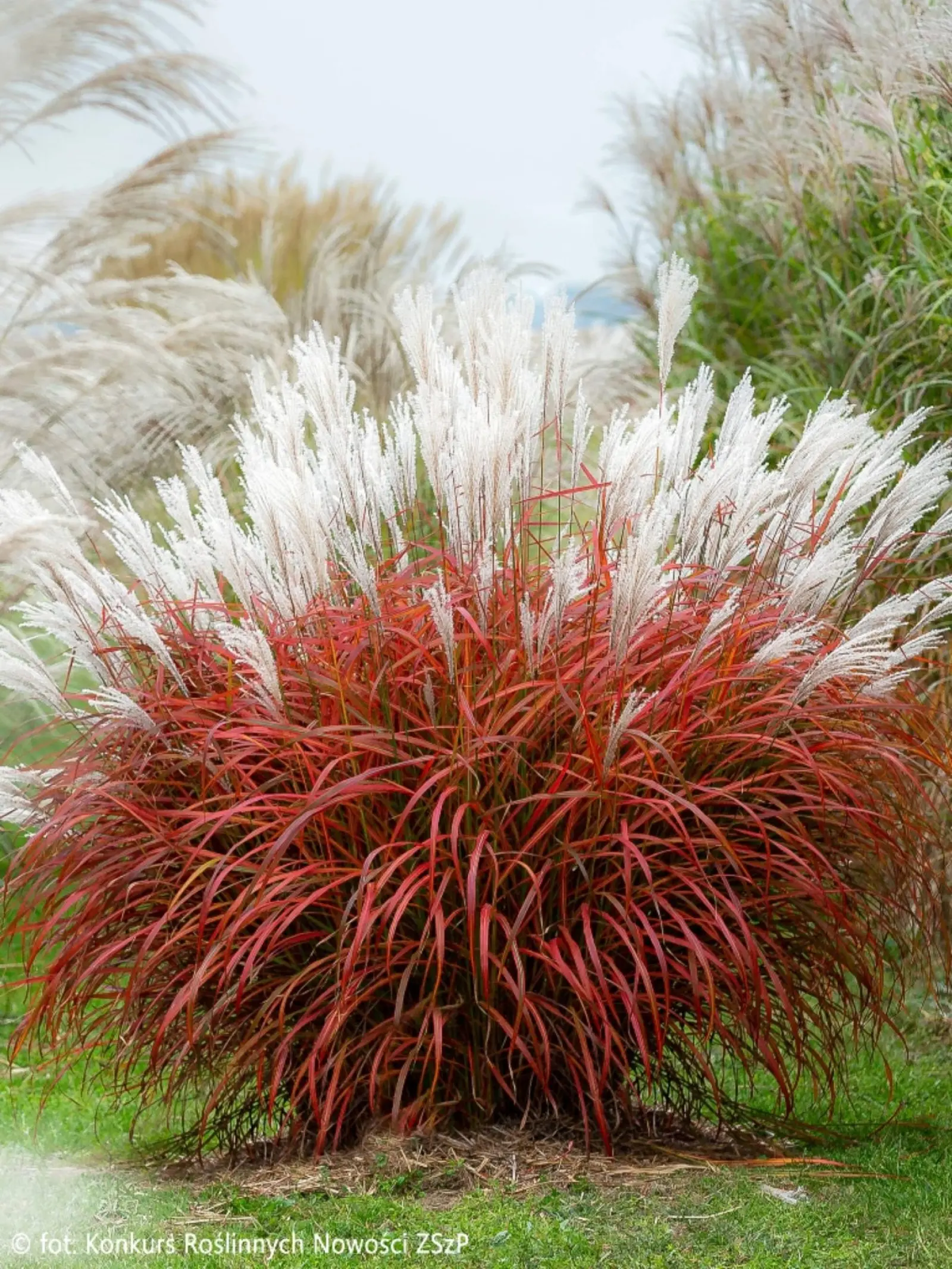Miskant Chi ski Lady In Red PBR Miscanthus Sinensis Lady In Red miskant-chi-ski-lady-in-red-pbr-miscanthus-sinensis-lady-in-red