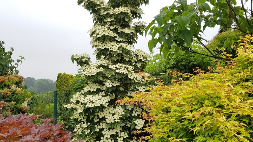 Dereń kousa FLOWER TOWER