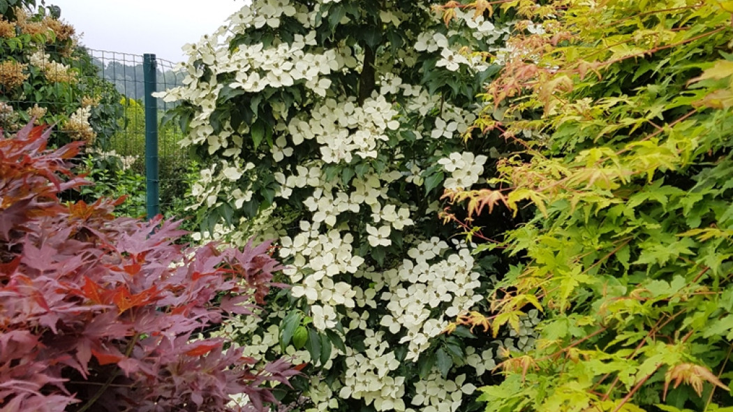 Dereń kousa FLOWER TOWER