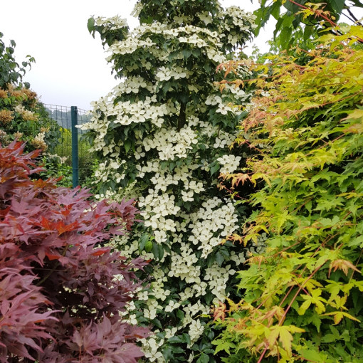 Dereń kousa FLOWER TOWER