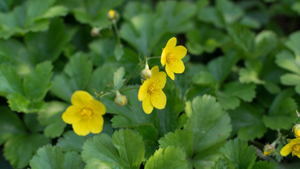 Pragnia kuklikowata (Waldsteinia geoides)