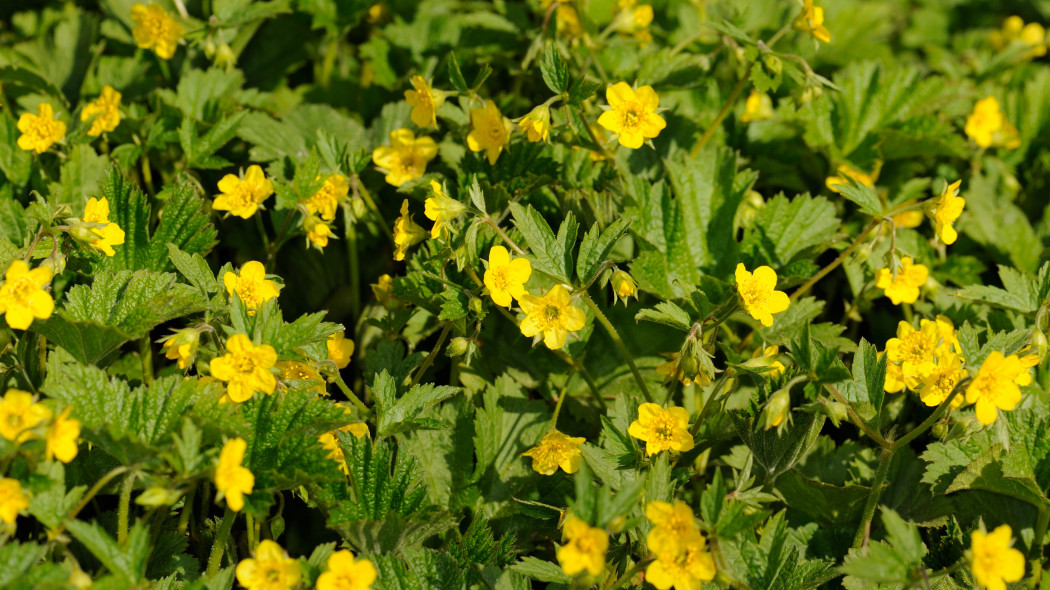 Pragnia kuklikowata (Waldsteinia geoides)