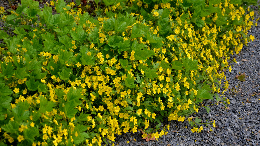 Pragnia kuklikowata (Waldsteinia geoides)