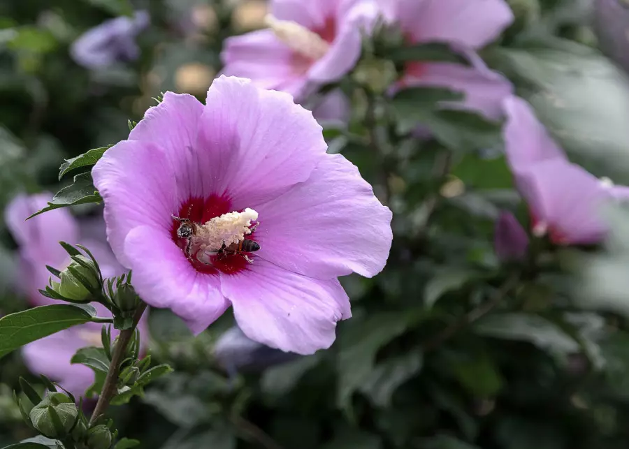 Ketmia, czyli kwitnący na różowo hibiskus w ogrodzie