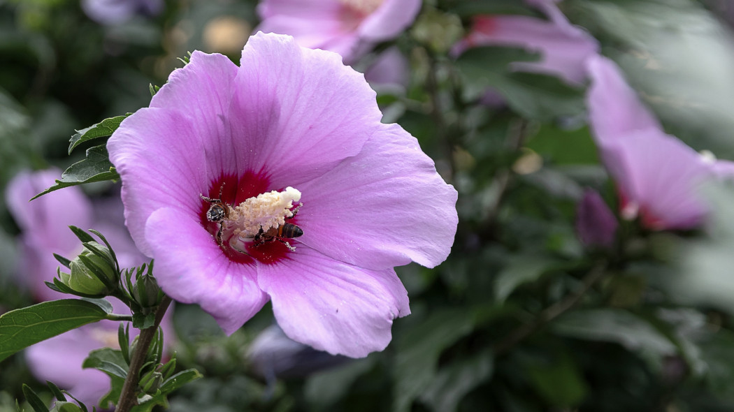 Ketmia, czyli kwitnący na różowo hibiskus w ogrodzie