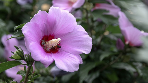 Ketmia (hibiskus) w ogrodzie | Powiew orientu