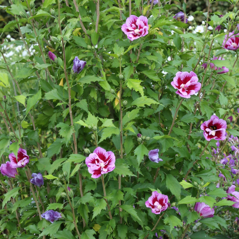 Ciemnoróżowa ketmia PURPLE PILLAR Gandini Santiago w ogrodzie