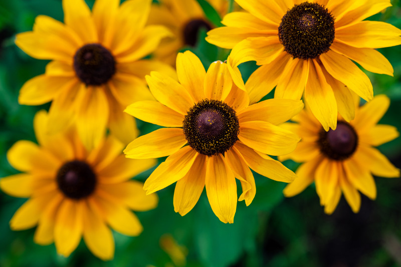 Kwiaty rudbekii wyglądają jak słoneczne stokrotki