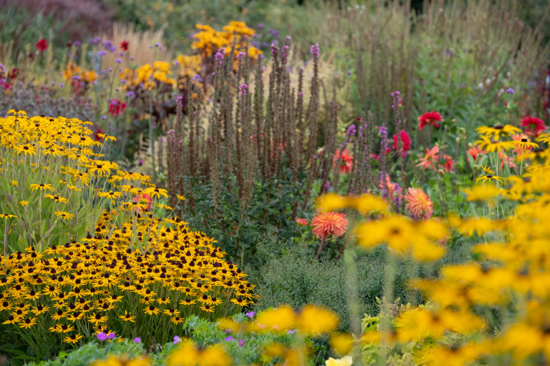 Rudbekie w stylu naturalistycznym