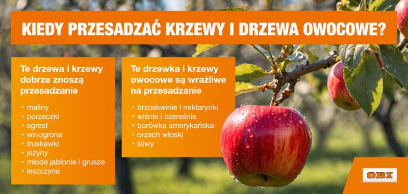 Kiedy przesadzać krzewy i drzewa owocowe? - infografika