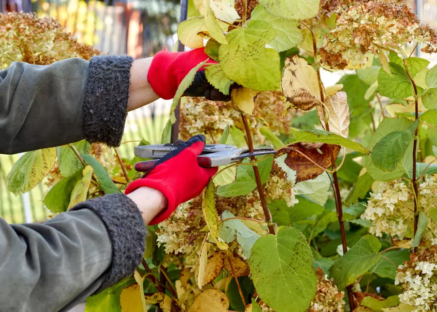 Przycinanie hortensji we wrześniu i w październiku