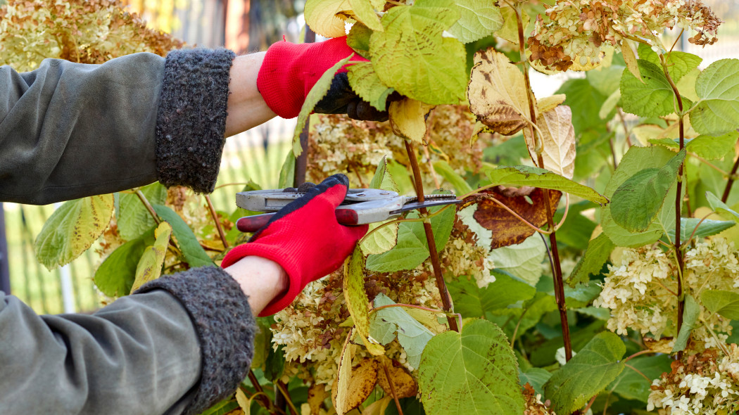 Przycinanie hortensji we wrześniu i w październiku