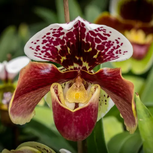 Storczyk Paphiopedilum / Sabotek