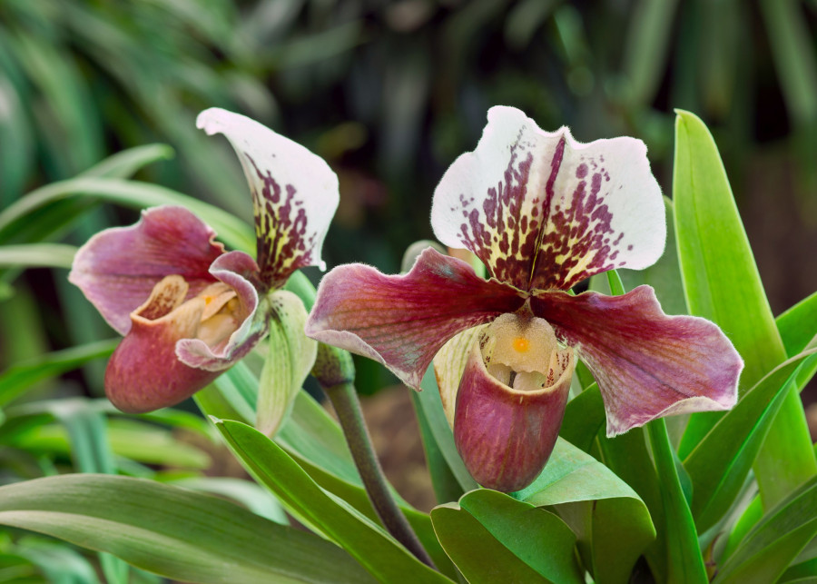 Storczyk Paphiopedilum / Sabotek