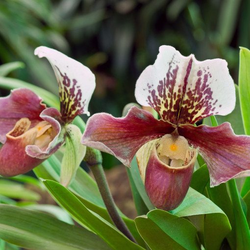 Storczyk Paphiopedilum / Sabotek