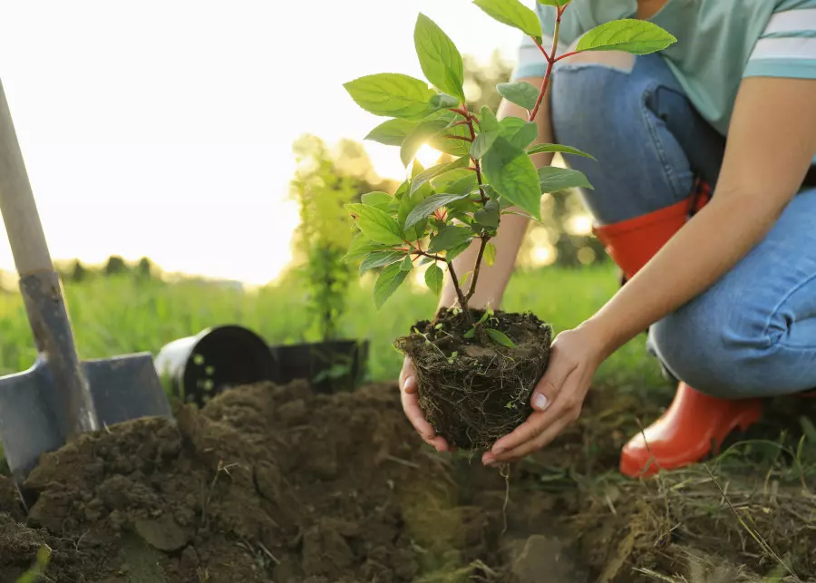 Posadź hortensję jesienią, a będzie lepiej rosła wiosną