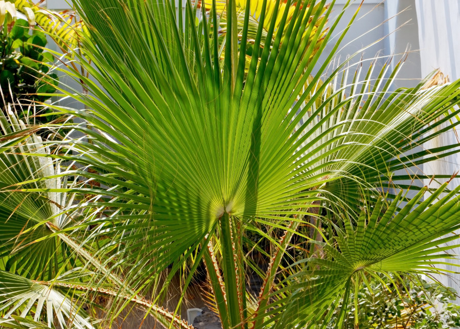 Waszyngtonia nitkowata (Washingtonia filifera)