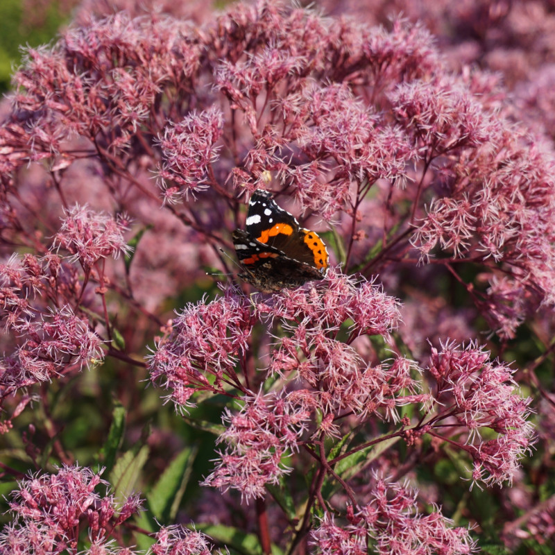 kwitnący na różowo w ogrodzie sadziec purpurowy 'Atropurpureum'