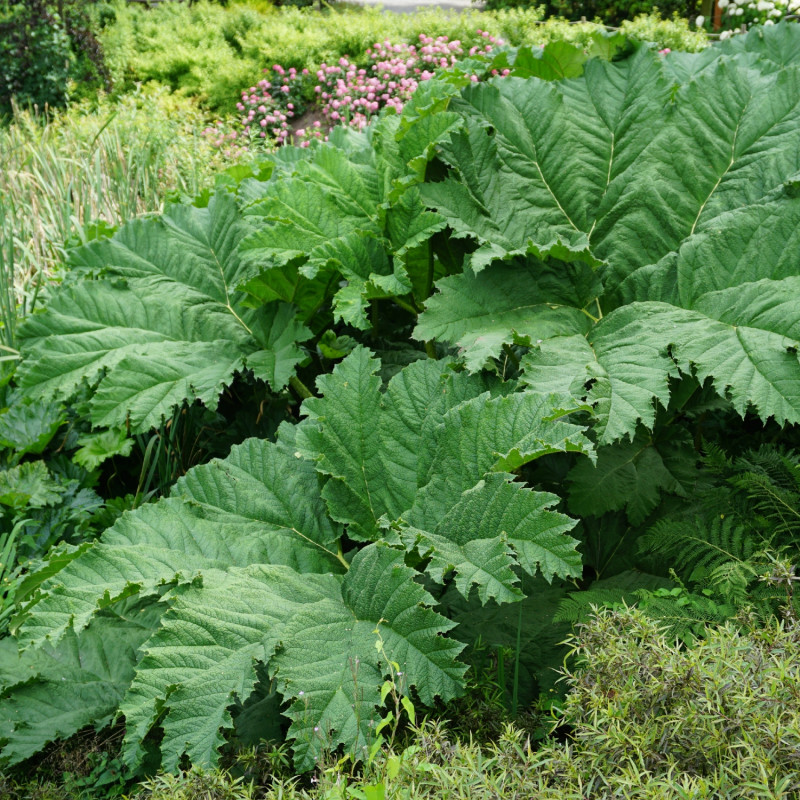 gunnera olbrzymia w ogrodzie