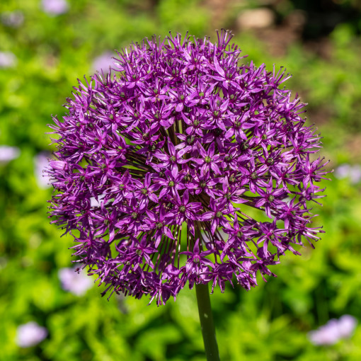 Czosnek ozdobny 'Purple Sensation'