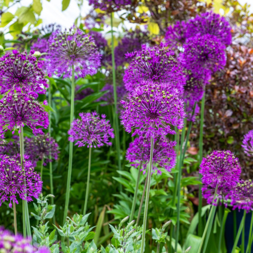 Czosnek ozdobny 'Purple Sensation'