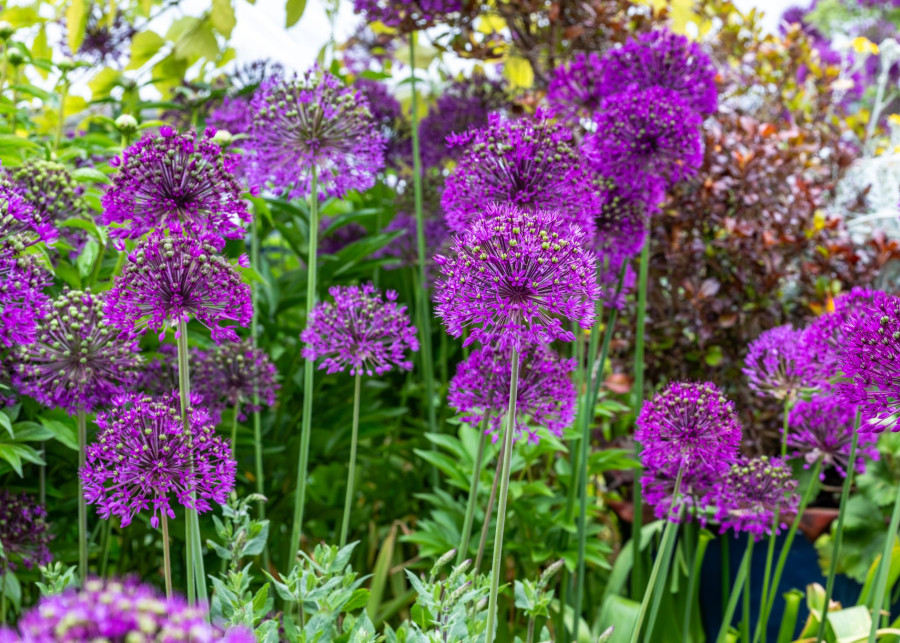 Czosnek ozdobny 'Purple Sensation'