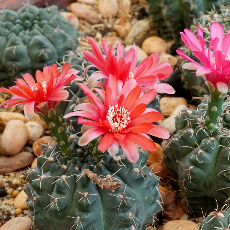 Najpiękniej kwitnące kaktusy - Gymnocalycium