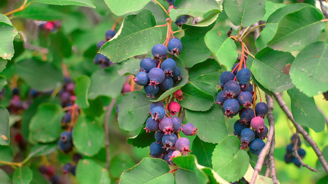 Świdośliwa olcholistna (Amelanchier alnifolia)