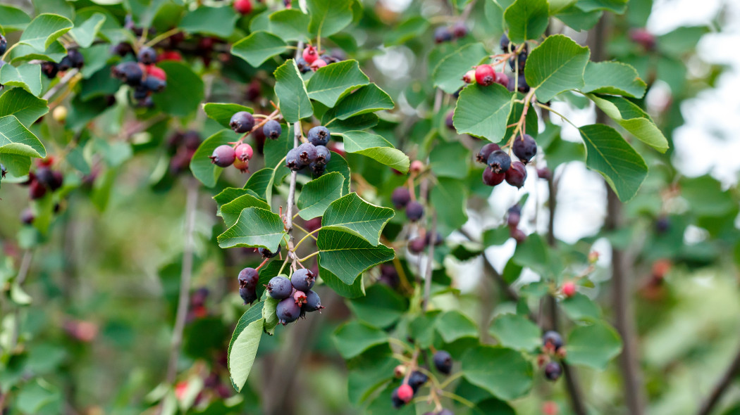 Świdośliwa olcholistna (Amelanchier alnifolia)