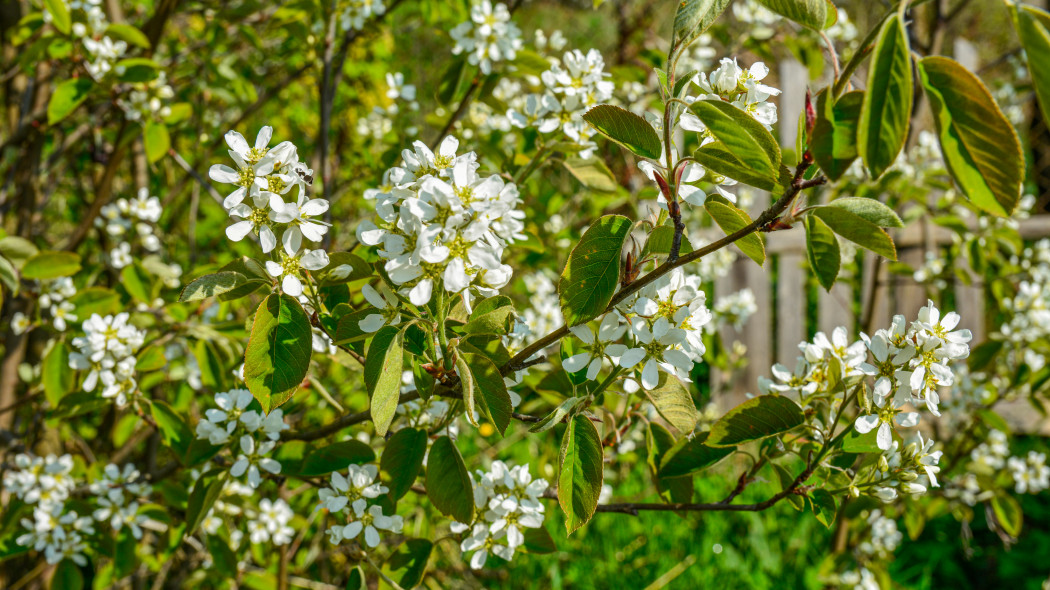 Świdośliwa olcholistna (Amelanchier alnifolia)